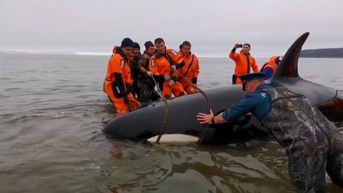 Un bébé orque échoué secouru en Russie