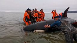 Walbaby in Russland gerettet