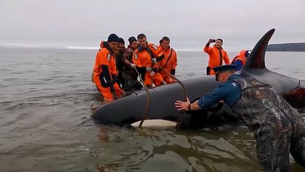 Baby killer whale rescued in Russia's Far East