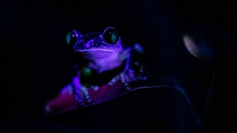 These ordinary animals secretly glow in the dark and scientists aren't