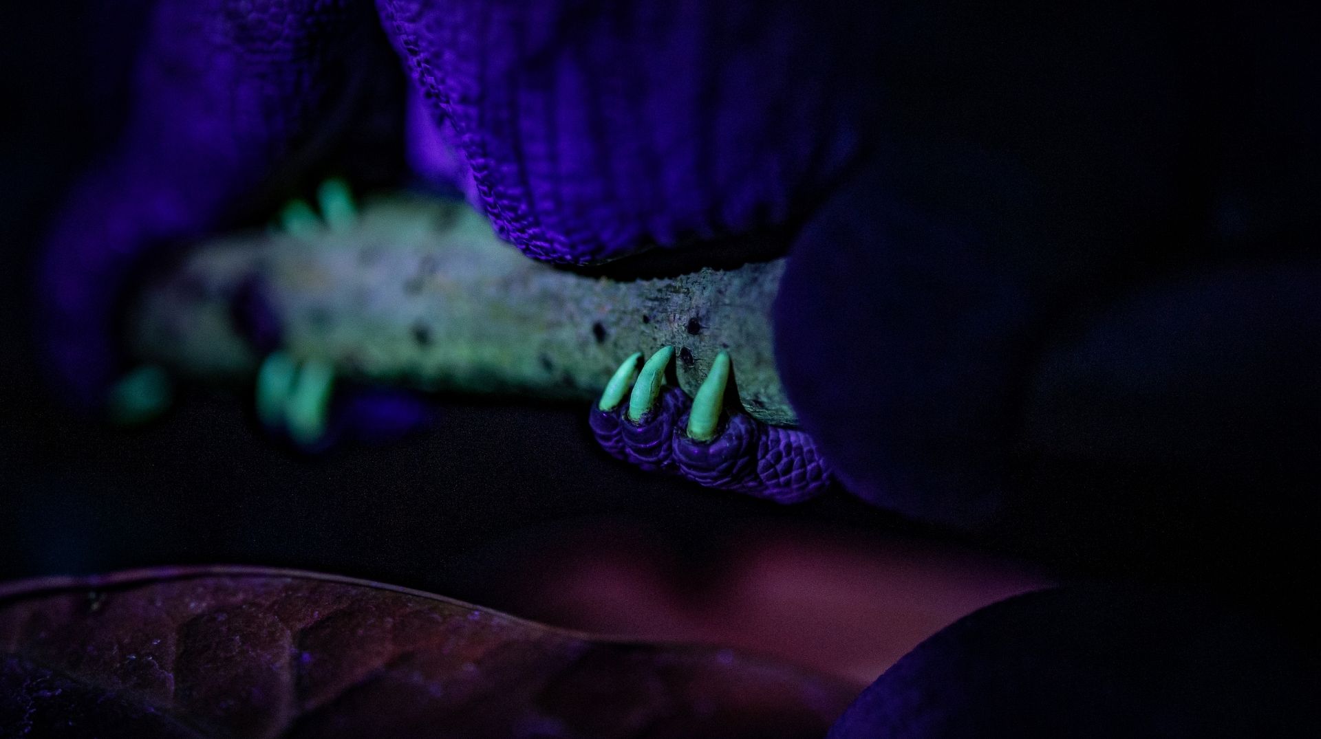 These ordinary animals secretly glow in the dark and scientists aren't sure why Euronews