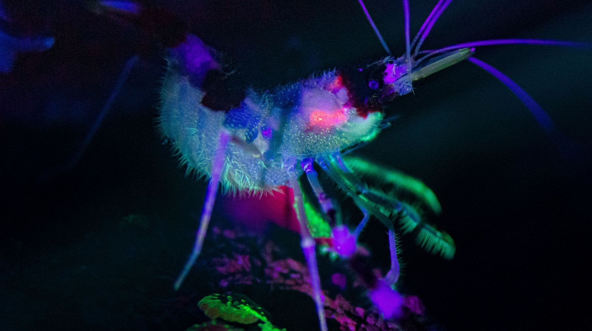 These ordinary animals secretly glow in the dark and scientists aren't
