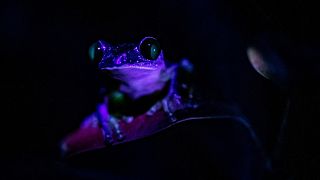The morelet's tree frog as it appears under ultraviolet light. 