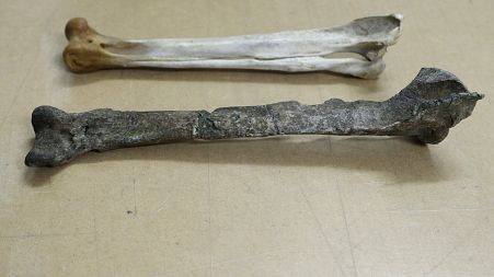 The fossil of a similar species, a tibiotarsus, bottom, is displayed next to a similar bone for an Emperor Penguin in Christchurch, New Zealand, Wednesday, Aug. 14, 2019.