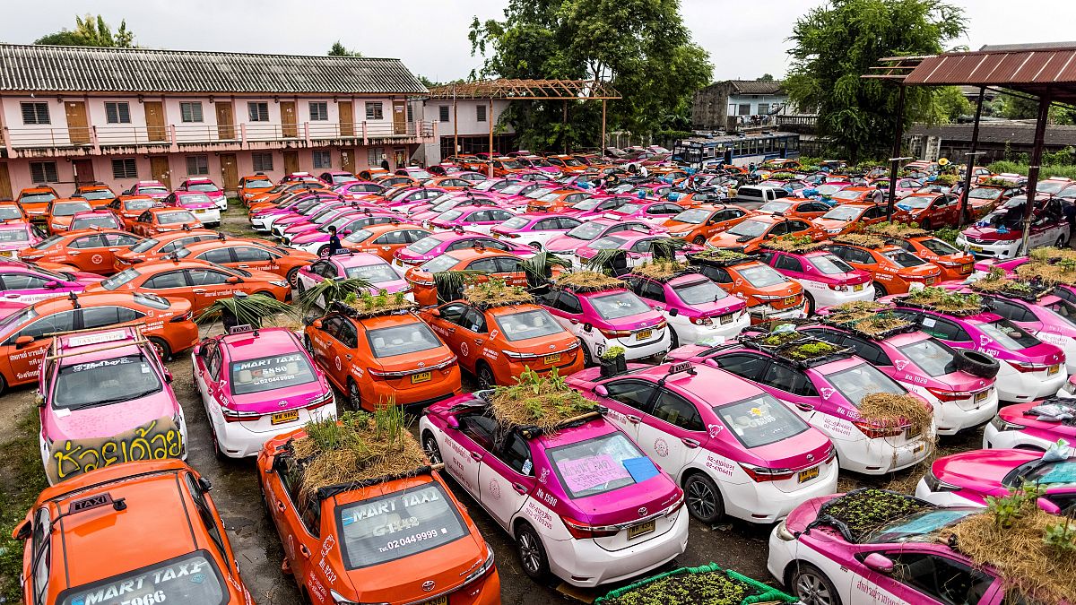 Vegetable gardens are seen on the roofs of vehicles of a taxi rental garage firm.
