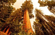 Las secuoyas gigantes de California amenazadas por el fuego