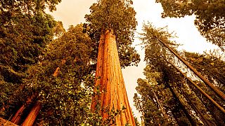 Chamas ameaçam sequoias na Califórnia