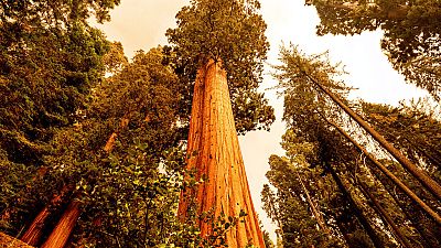 Las secuoyas gigantes de California amenazadas por el fuego