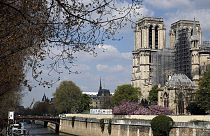 Oito carvalhos de 20 metros com destino à Catedral de Notre-Dame