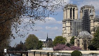 Notre Dame: dalla quercia alla guglia