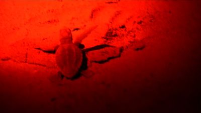 Nacen 9 tortugas bobas en la playas del Jésolo, en el Véneto