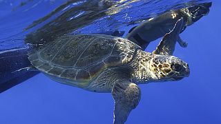 Cap-Vert : préserver les tortues marines