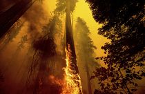 The Windy Fire burns in the Trail of 100 Giants grove in Sequoia National Forest, California.