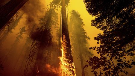 The Windy Fire burns in the Trail of 100 Giants grove in Sequoia National Forest, California.