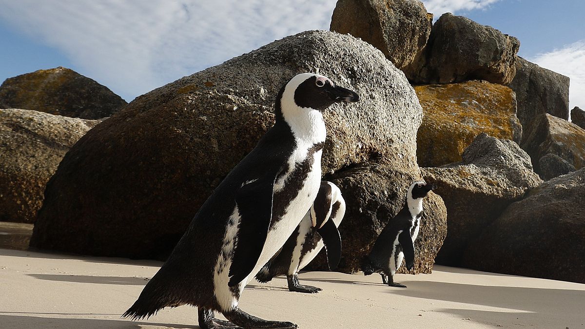 Pápaszemes pingvinek Fokváros Boulders Beach nevű tengerpartján 2018. április 20-án. Az egyetlen afrikai pingvinfaj, jelenleg 1700 körüli egyedet tartanak nyilván