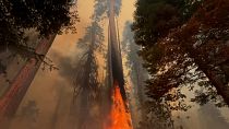 California firefighters scramble to protect sequoia groves