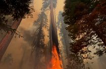 ویدیو؛ سرایت آتش به جنگل ملی «سکویا» در کالیفرنیا