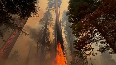 Tree on fire in Trail of 100 Giant Sequoias.