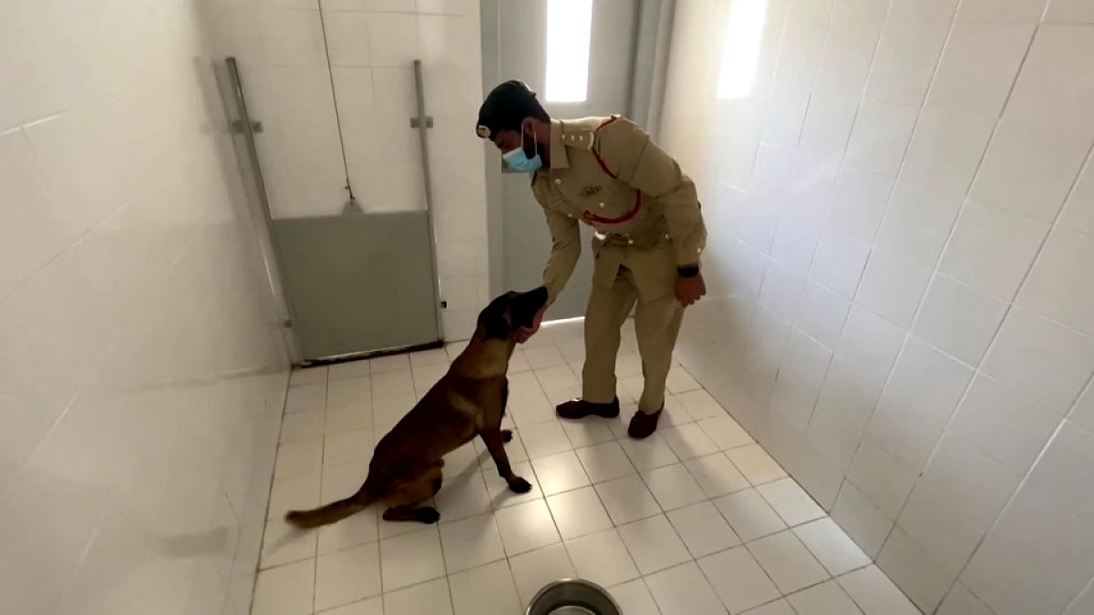 تدرب شرطة دبي الكلاب على اكتشاف كوفيد-19 عن طريق الشم 