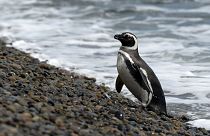 Güney Afrika pengueni