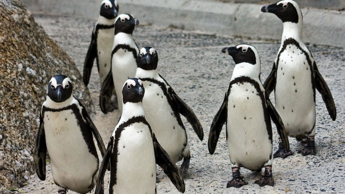 پنگوئن‌های آفریقایی