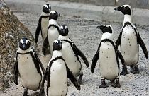 پنگوئن‌های آفریقایی