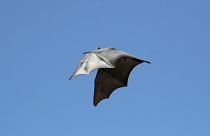 خفاش‌ها ممکن است منشا ویروس سارس-کووید-۲ باشند 
