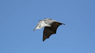 خفاش‌ها ممکن است منشا ویروس سارس-کووید-۲ باشند 
