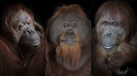 Portraits from series 'Orangutans On a Thin Vine' selected for Px3 'State of the World' collection. 2021.