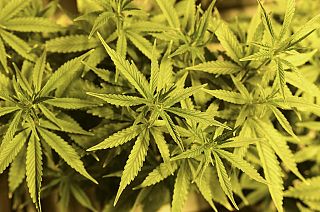 A picture taken on June 5, 2019 shows a female cannabis plants in a grow room at the "Hemp Embassy" store in Milan, one of the first shops in Italy dedicated to cannabis.