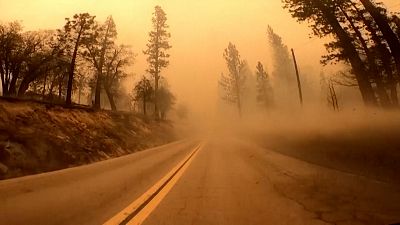 Brände in Kalifornian bedrohen Sequoias 