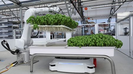 A robotic arm system named Ada lifts Genovese Basil plants for its roots to be inspected at the Iron Ox greenhouse in Gilroy, California.