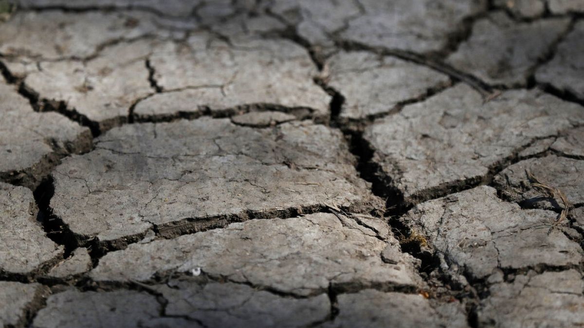 İklim değişikliği: Kuraklık ve çaresizlik çiftçileri göçe zorluyor