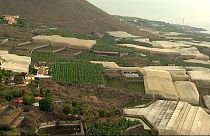 Invernaderos y plataneras en la isla de La Palma 