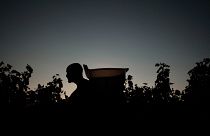 A man at work during the wine harvest in the Domaine Cheveau on September 22, 2021 in Solutre-Pouilly