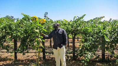 Environmental volatility is detrimental to wine-making. Environmental volatility is detrimental to wine-making.