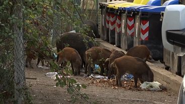 İtalya'nın başkenti Roma sokaklarını yaban domuzları sardı