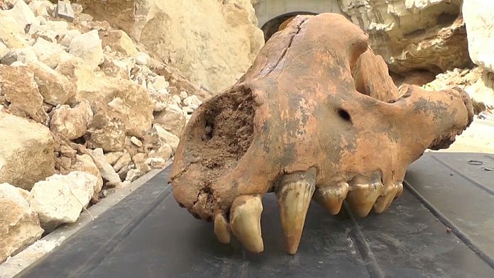 Schädel von prähistorischer Riesenhyäne entdeckt