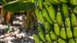 Bananas ripen on a tree.