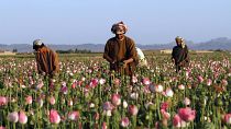 In this April 11, 2016 file photo, farmers harvest raw opium at a poppy field in the Zhari district of Kandahar province, Afghanistan