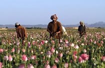 In this April 11, 2016 file photo, farmers harvest raw opium at a poppy field in the Zhari district of Kandahar province, Afghanistan
