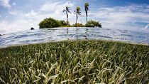 A seagrass meadow under the water.