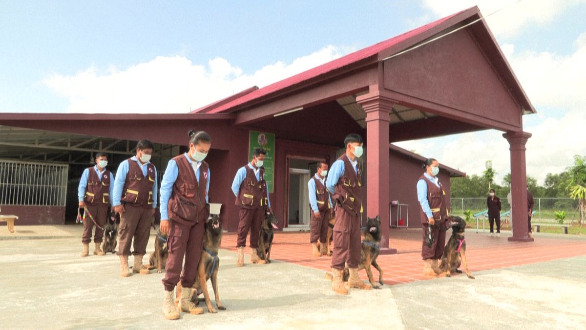 تدريب كلاب المناجم على شم فيروس كورونا في كمبوديا
