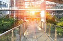 A walkway in a lush green office environment.