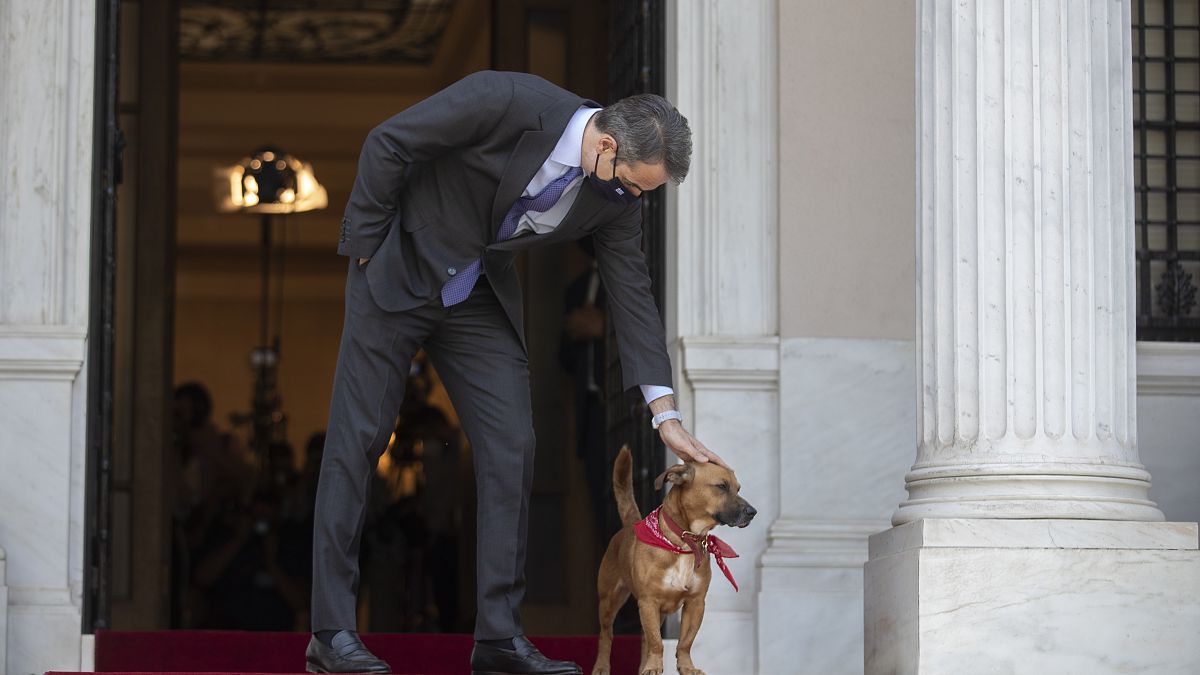 Ο Πίνατ, ο σκύλος που υιοθέτησε ο έλληνας πρωθυπουργός πριν από μερικούς μήνες