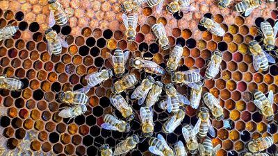 Bees congregate around a honeycomb. Bees congregate around a honeycomb.