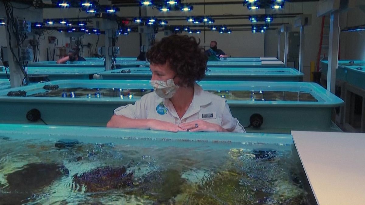 مرض غامض يفتك بشعاب المرجان في فلوريدا.. ومختبر يسابق الزمن لإنقاذها