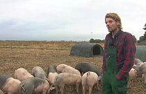 Landwirt Haarhuis lässt seine Schweine auf dem Flughafen Schiphol grasen.