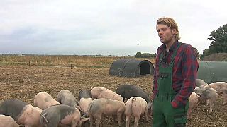 Landwirt Haarhuis lässt seine Schweine auf dem Flughafen Schiphol grasen.