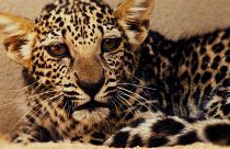 The Arabian leopard cub was born on April 23 at the Arabian Leopard Breeding Centre in Taif, Saudi Arabia.